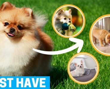 Essential Supplies for Your New Pomeranian Puppy