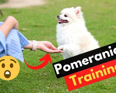 Pomeranian Training Guide: Unveiling the Secrets