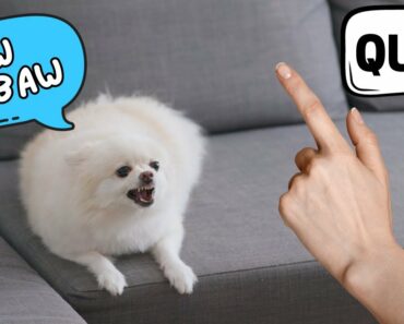 Dealing with Excessive Barking: A Guide for Pomeranian Owners