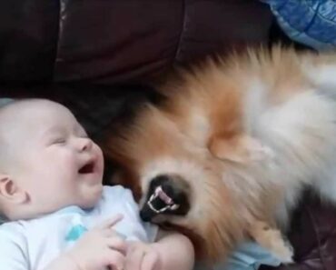 The Cute Connection: Pomeranian and Baby Bond