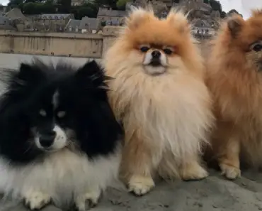 Unveiling the Beauty of Distinctive Characteristics in a Pomeranian