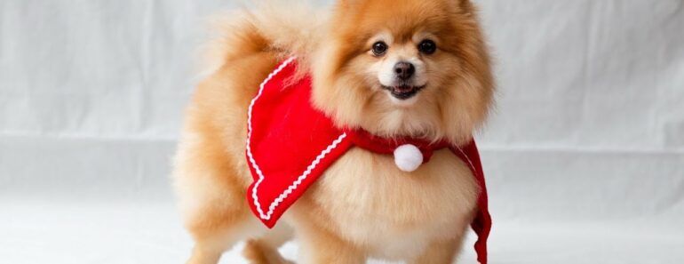7 Best Reasons Why Pomeranians Are the Perfect Lap Dogs