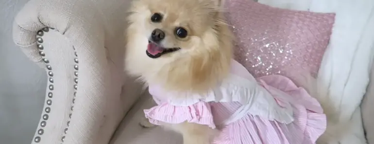 12 Best Clothes for Pomeranians to Elevate Their Style Game