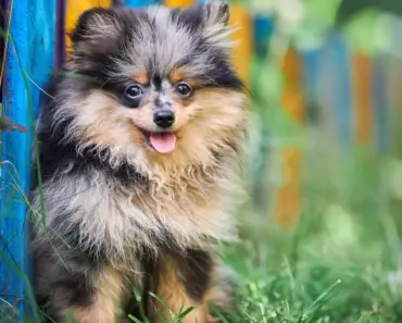 Pomeranian Barking: Training Tips for Quiet Dogs