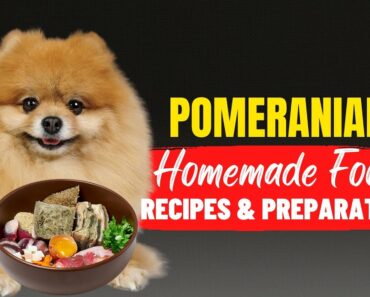 12 Best Pomeranian Dog Foods to Keep Your Pup Happy and Healthy