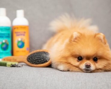12 Best Pomeranian Grooming Tools Every Pomeranian Owner Needs in 2024