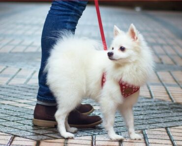 12 Best Leashes for Pomeranians: Stylish and Secure Options for Your Furry Friend