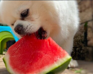 12 Best Pomeranian Puppy Foods for Healthy Growth and Development
